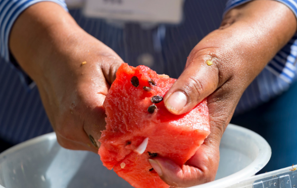 hands cutting melon